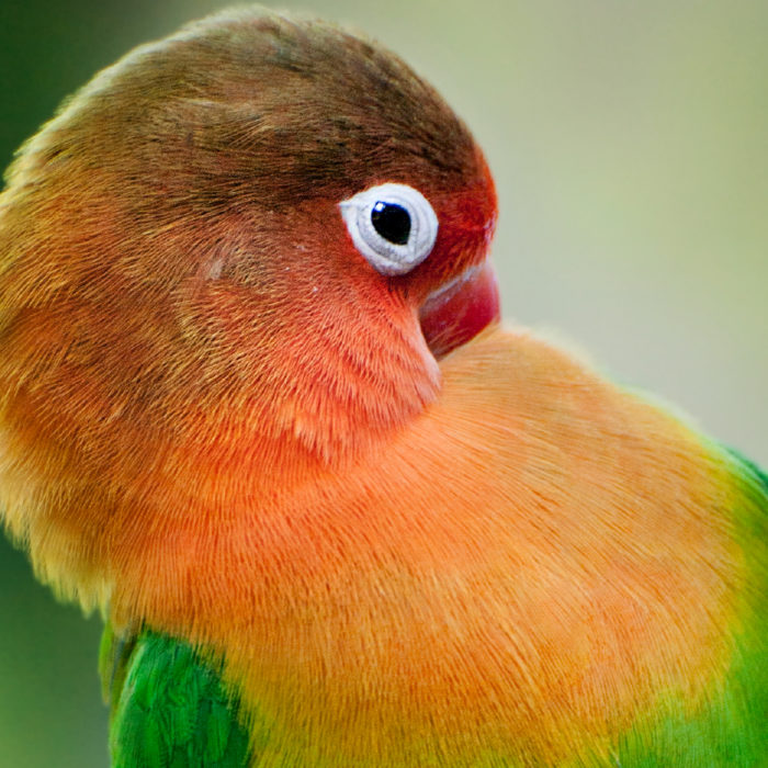 Animali e Natura